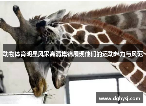 动物体育明星风采高清集锦展现他们的运动魅力与风范